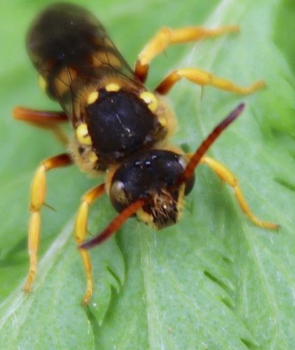 Nomada sexfasciata